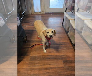 Beagle Dogs for adoption in Las Vegas, NV, USA