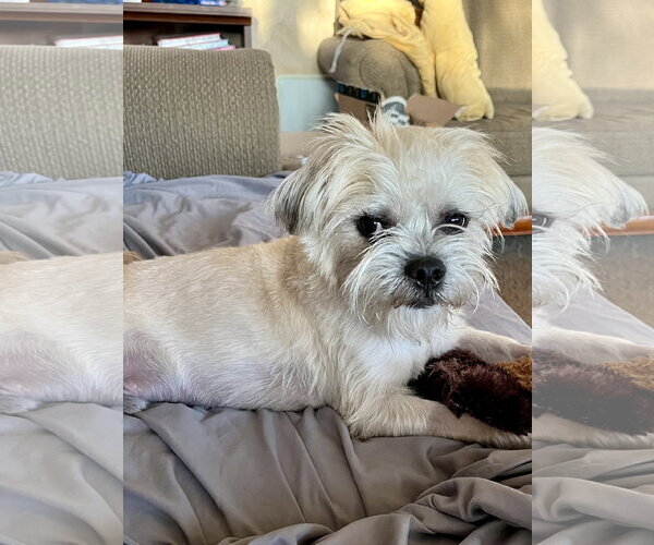 Medium Photo #3 Brussels Griffon Puppy For Sale in Menifee, CA, USA
