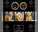 Puppy Baxter Multigen Goldendoodle (Miniature)