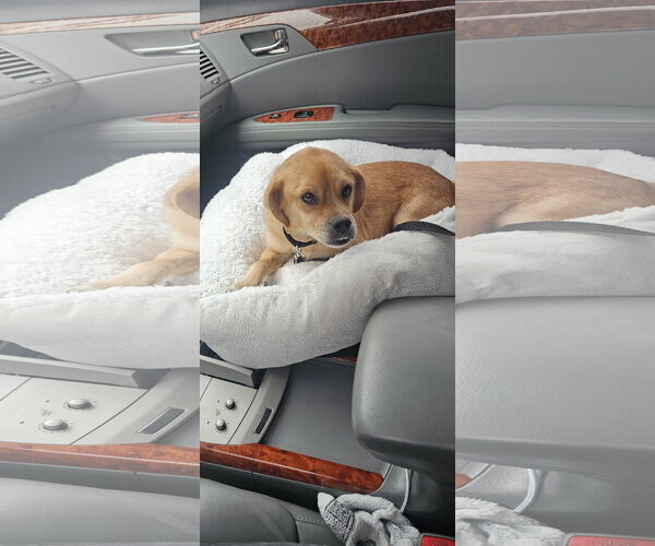 Medium Photo #2 Puggle Puppy For Sale in Oakhurst, NJ, USA