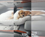 Small Photo #2 Puggle Puppy For Sale in Oakhurst, NJ, USA