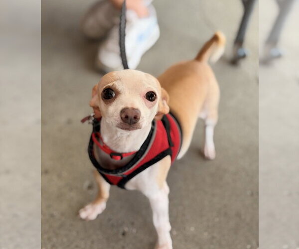 Medium Photo #12 Chihuahua Puppy For Sale in Mundelein, IL, USA