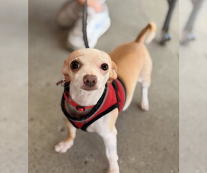 Scoops - Male Chihuahua Dog for Adoption - Photo #12