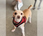 Small #11 Chihuahua