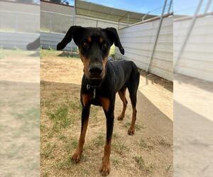 Doberman Pinscher Dogs for adoption in Ojai, CA, USA