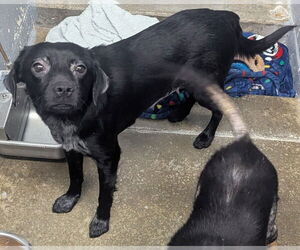 Mutt Dogs for adoption in Evansville, IN, USA