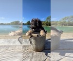 Pup Pup - Male Aussiedoodle Toy Puppy for Sale - Photo #27