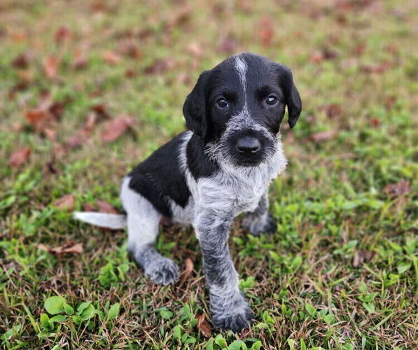 Medium Photo #2 German Shorthaired Pointer-Goldendoodle Mix Puppy For Sale in WILLACOOCHEE, GA, USA