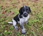 Small #1 German Shorthaired Pointer-Goldendoodle Mix
