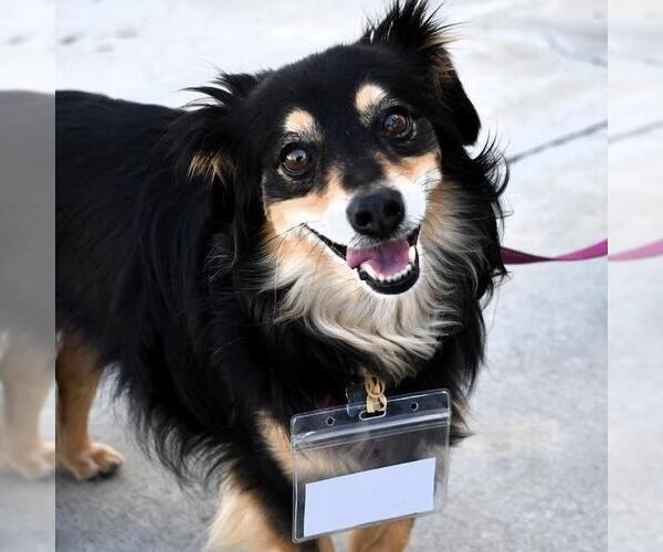 Medium Photo #4 Dachshund-Unknown Mix Puppy For Sale in San Diego, CA, USA