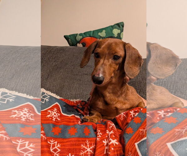 Medium Photo #1 Dachshund Puppy For Sale in St. Louis Park, MN, USA