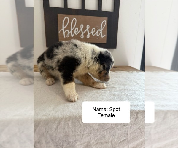 Medium Photo #2 Australian Shepherd Puppy For Sale in FORSYTH, GA, USA