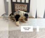 Small #1 Australian Shepherd