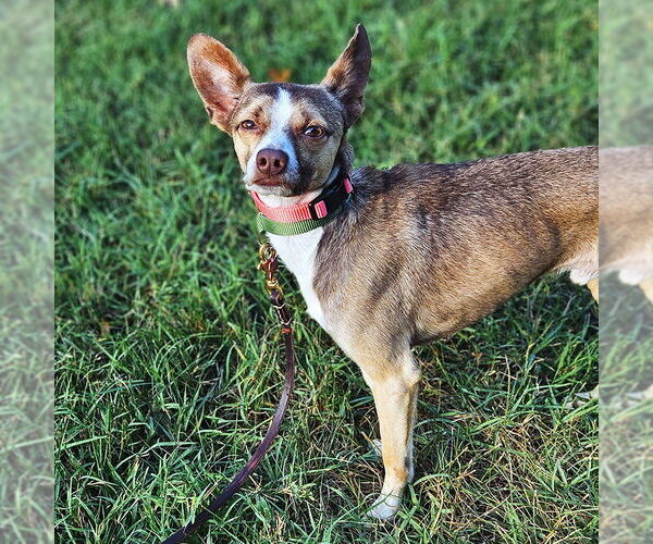 Medium Photo #5 Rat-Cha Puppy For Sale in Atlanta, GA, USA