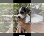 Small Photo #13 Jack Russell Terrier Puppy For Sale in ALTOONA, FL, USA