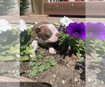 Small #6 Boston Terrier