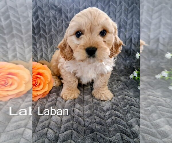 Medium Photo #8 Cavachon Puppy For Sale in STANLEY, WI, USA