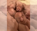 Small #11 Vizsla