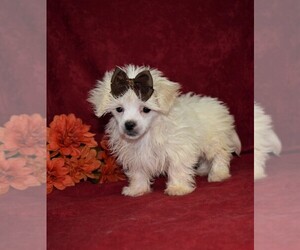 Maltese-Poodle (Toy) Mix Puppy for sale in BARNESVILLE, KS, USA
