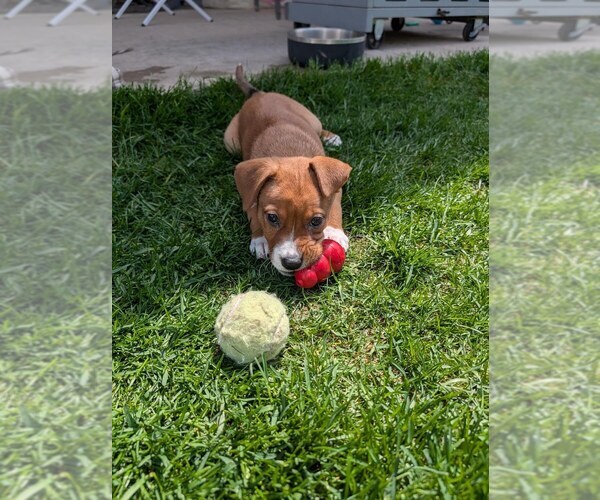 Medium Photo #7 Bulldog-Unknown Mix Puppy For Sale in Lakewood, CO, USA