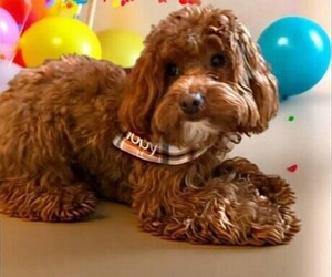 Father of the Double Doodle puppies born on 04/19/2025