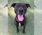 Small #1 American Pit Bull Terrier