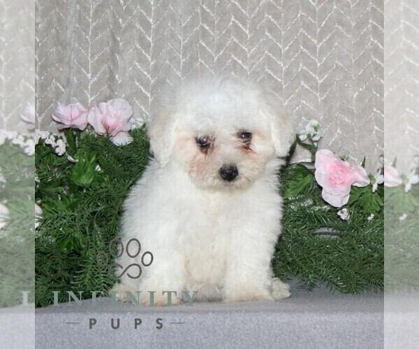 Medium Photo #2 Bichon Frise Puppy For Sale in RISING SUN, MD, USA
