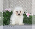 Small #1 Bichon Frise