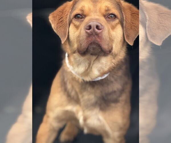 Medium Photo #3 Mutt Puppy For Sale in Doylestown, PA, USA