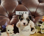 Small #1 Yorkshire Terrier