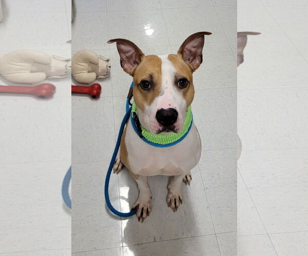 Medium Photo #1 Jack Russell Terrier-Unknown Mix Puppy For Sale in Lexington Park, MD, USA