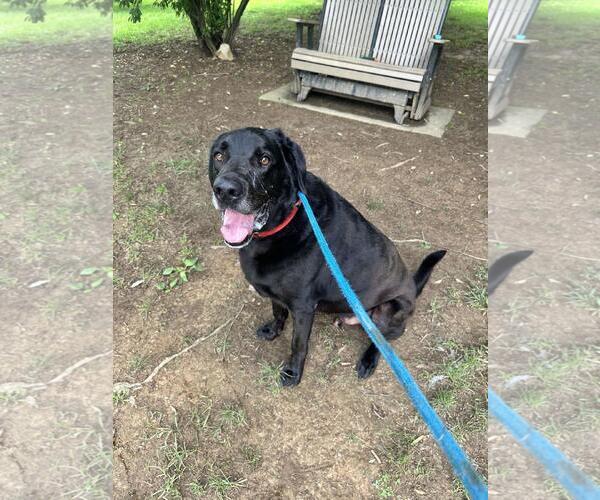Medium Photo #2 Labrador Retriever-Unknown Mix Puppy For Sale in Front Royal, VA, USA