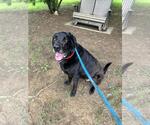 Small #1 Labrador Retriever Mix