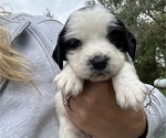 Puppy Minnie English Springer Spaniel