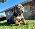 Small #1 English Bulldog