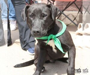 Ryder - Male Retriever -Unknown Mix Dog for Adoption - Photo #3