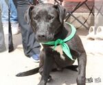 Small #2 Retriever  Mix