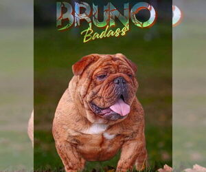 Father of the English Bulldog puppies born on 07/18/2025