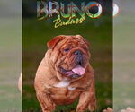 Small Photo #1 English Bulldog Puppy For Sale in ROCKFORD, MI, USA