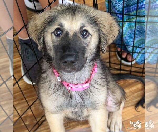 Medium Photo #1 Mutt Puppy For Sale in Washington, DC, USA