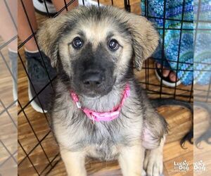 Mutt Dogs for adoption in Washington, DC, USA
