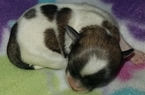 Small Photo #2 Mal-Shi Puppy For Sale in ANDERSON, AL, USA