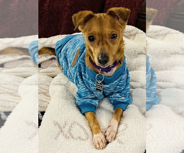 Medium Photo #3 Chihuahua-Unknown Mix Puppy For Sale in Mundelein, IL, USA