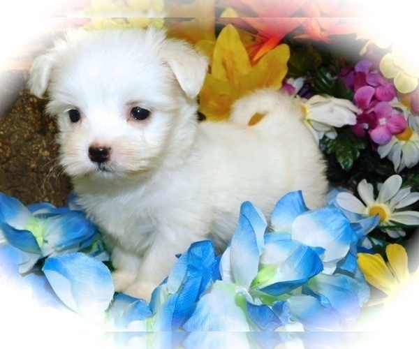 Medium Photo #1 Havanese Puppy For Sale in HAMMOND, IN, USA