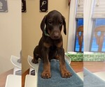 Image preview for Ad Listing. Nickname: Milo