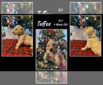 Image preview for Ad Listing. Nickname: Toffee