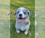 Puppy Puppy 5 Australian Shepherd