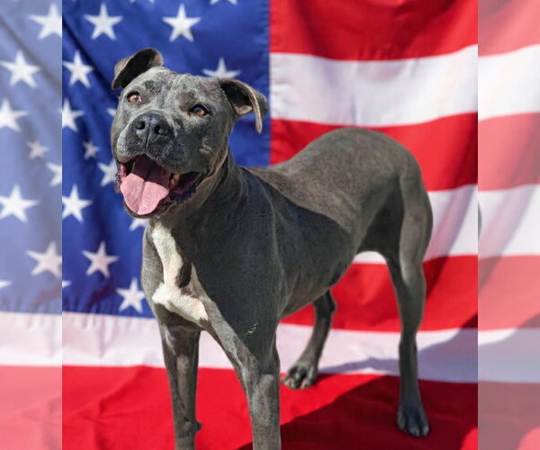 Medium Photo #2 Mutt Puppy For Sale in Talladega, AL, USA