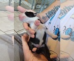 Small Photo #5 Australian Shepherd Puppy For Sale in BATTLE CREEK, MI, USA