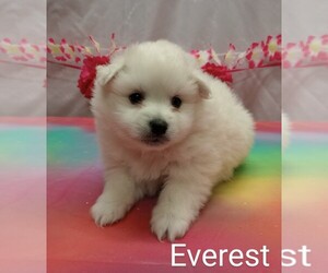 American Eskimo Dog Puppy for sale in CAMPBELL, MN, USA